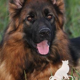 German Shepherd All Grown Up from Haus Wesmiller