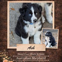 Ash - Black & white male Australian Shepherd puppy in Citra, Florida from AEW Farm