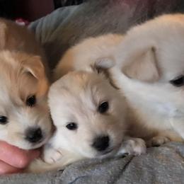 Bernedoodle and Pomsky Puppies from Cottonwood Pomskies and Bernedoodles