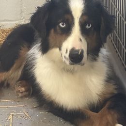 Parker - Australian Shepherd