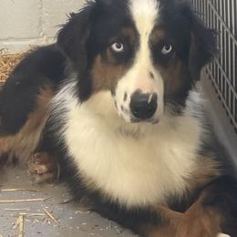 Parker - Australian Shepherd