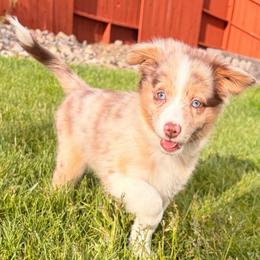 Elvis - Red merle male Miniature Australian Shepherd puppy in Reno, Nevada from Battle Born Mini Aussies