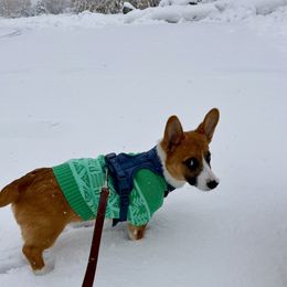 Pembroke Welsh Corgi Puppies from Mehling Corgis