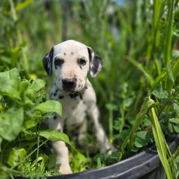Black collar male - White and black male Dalmatian puppy in Valley, Washington from Loving spots Dalmatians