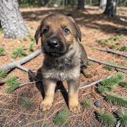 Fonzie - Sable male German Shepherd puppy in Oakland, Oregon from VHM German Shepherds