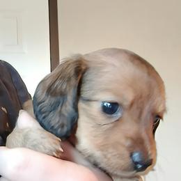Dachshund Puppies from Wilson's Kennels