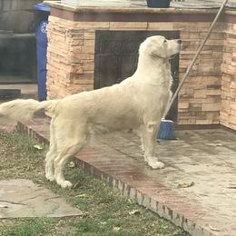 Dixie - Golden Retriever