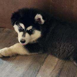 Girl 1 'Lilith' orange collar - Black and white female Alaskan Malamute puppy in Grayson County, Virginia from River Bend Malamutes