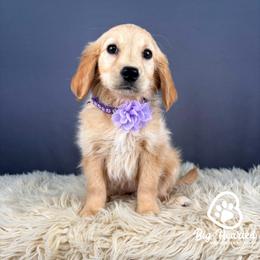 Rosalina - Cream female Companion Cross puppy in Utah County, Utah from Big Hearted Breeders