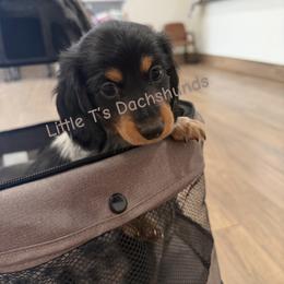 Dachshund Puppies from Little T’s Dachsund