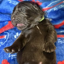 Quill - Brown male Newfoundland puppy in Silver Creek, New York from Boo N’ Bubs Newfoundlands