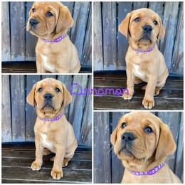 Labrador Retriever Puppies from Triple Threat Labradors