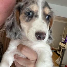 Donner AKC - Dapple male Dachshund puppy in Erie, Michigan from Champagne’s Grinch Toe’d Dachshunds