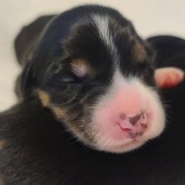 Australian Shepherds from Share'n Aussies