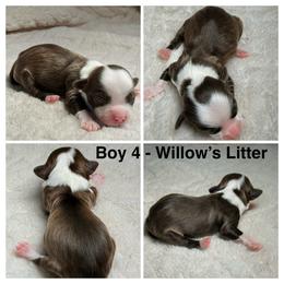 Boy 4 - Chocolate male Havanese puppy in Elkins, Arkansas from Havana Knights Havanese