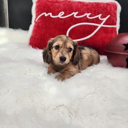 Ivy - Sable female Dachshund puppy in Smallett, Missouri from Doxie Holler