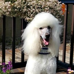 Poodles from Vintage Poodles