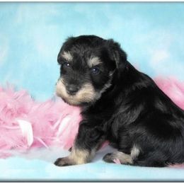 Miniature Schnauzer Puppies from Kindred’s Classic Miniature Schnauzers