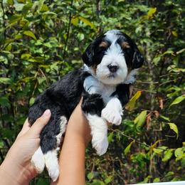 Candy - Tri-color female Bernedoodle puppy in Decatur, Georgia from So Adoodable