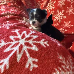 Martin - Black and white male Chihuahua puppy in Beaumont, Texas from Anastasia’s Tiny Pupps