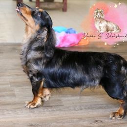 Leonard - Dachshund