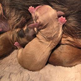 Cream boy - Cream male Dachshund puppy in West Plains, Missouri from Spring Creek Dachshunds