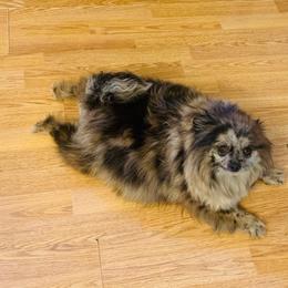 Pixel - Blue merle female Pomeranian puppy in Buck Valley, Pennsylvania from Buck Valley Pomeranians