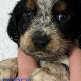 Dopey - Black white and tan male English Springer Spaniel puppy in Lake City, Florida from Patriot Springer Spaniels