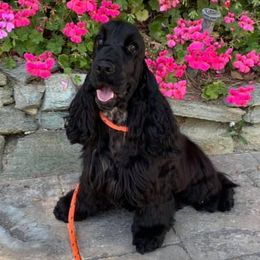 English Cocker Spaniels from Calypso English Cockers