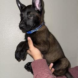 Blue Collar - Black sable female Belgian Malinois puppy in Phoenix, Arizona from Sun Valley Malinois