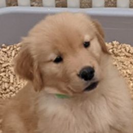 Golden Retrievers from Briton Goldens