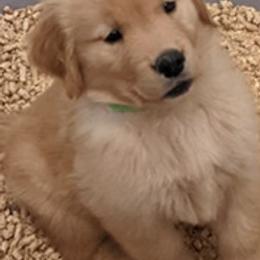 Golden Retrievers from Briton Goldens