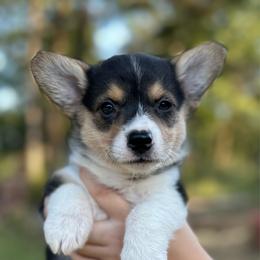 Gemma - Black and tan female Pembroke Welsh Corgi puppy in Rolla, Missouri from 4A Corgis