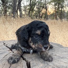 Marcus - Black and tan male Cavapoo puppy in Redding, California from O’Hara  Doodles