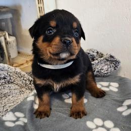 Female 1 Grey - Black and rust female Rottweiler puppy in Aspers, Pennsylvania from Vom Uberlegenen Rottweilers