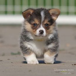 Pembroke Welsh Corgi Puppies from Golden Rose Corgis