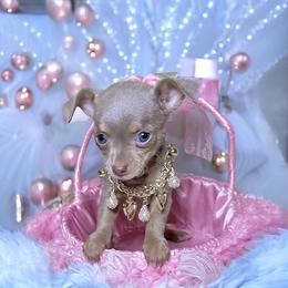 Chihuahua Puppies from Petite Pups LLC