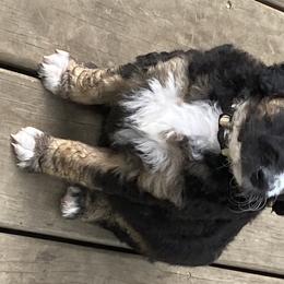 Bernedoodle Puppies from Oodles of Doodles
