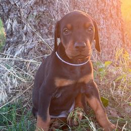 Rugby - Black and rust male Doberman Pinscher puppy in Peru, Indiana from De luxe dobermans
