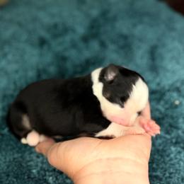 Sister - Black tri female Miniature Australian Shepherd puppy in Goliad, Texas from Sassy Lil Aussies and Diamond W Poodles