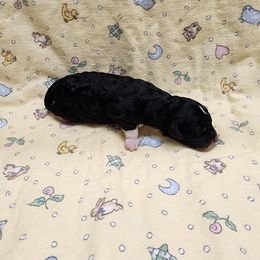 Bernedoodle and Goldendoodle Puppies from Doni Doodles