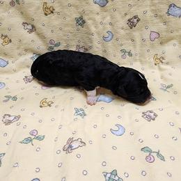 Bernedoodle and Goldendoodle Puppies from Doni Doodles