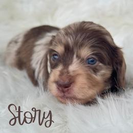Girl 2 - Dapple female Dachshund puppy in Sumrall, Mississippi from Huckleberry Tails