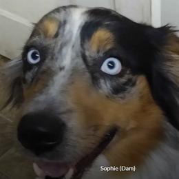 Australian Shepherds from Susan Bellant's Australian Shepherds