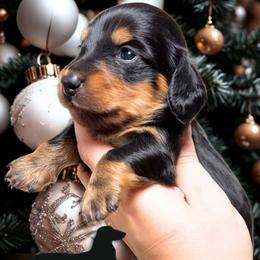 Matlock - Black and tan male Dachshund puppy in Linden, Texas from Piney Woods Miniature Dachshunds LLC