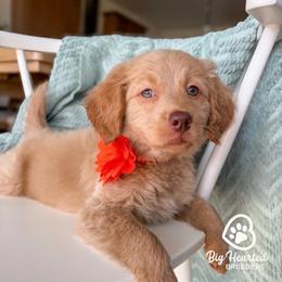 Pepper Potts - Cream female Companion Cross puppy in Utah County, Utah from Big Hearted Breeders