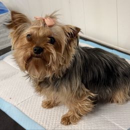 O’Hana - Yorkshire Terrier