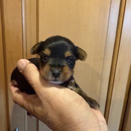 No name yet - Black and tan male Yorkshire Terrier puppy in Madera, California from Rosann's Yorkshire Terriers