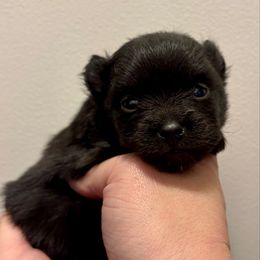 Tony - Black male Pomeranian puppy in Springfield, Missouri from Hope Mountain Pomeranians