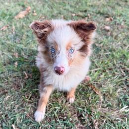 Jasper - Red merle male Miniature Australian Shepherd puppy in Howe, Oklahoma from Lockhart’s Double M Mini Aussies